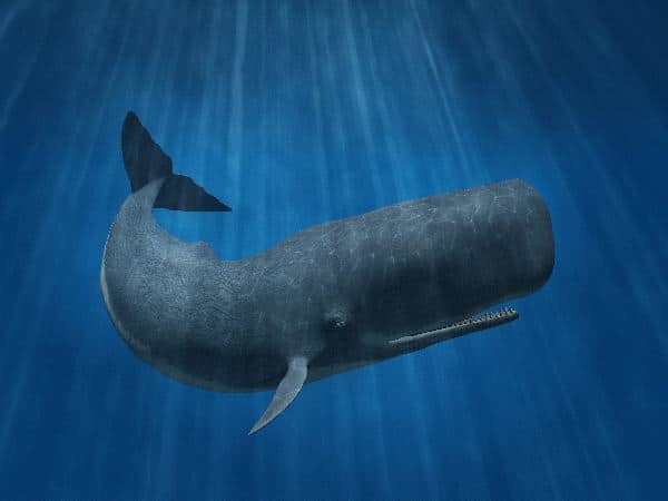 Big Sperm Whale Illustration