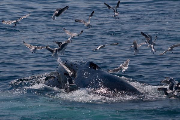 Humpback Whale And Seagulls