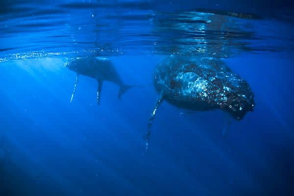 Humpback Whale Cow And Calf - Megaptera novaeangliae