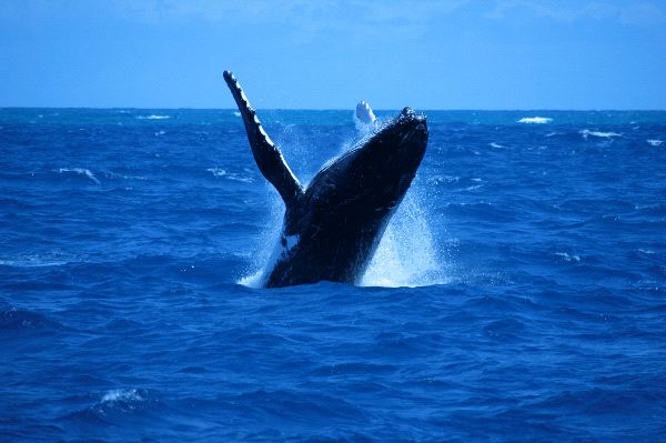 Humpback Whale In Open Waters