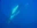 Humpback Whales underwater in Bermuda