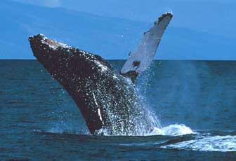 facts about whales