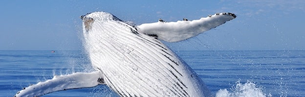 Whale Research