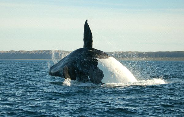 Whale Jumping in Argentina