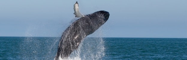 Whale Habitat