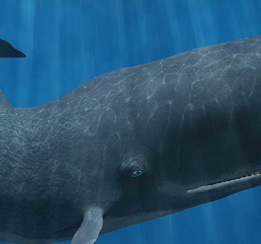 Facts about Whales