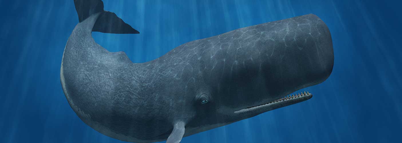 Facts about Whales