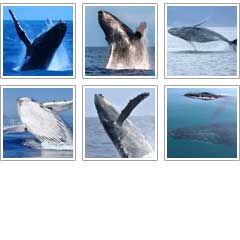 whale-pictures-squares