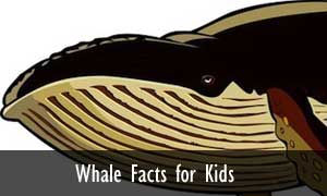 whales-facts-kids